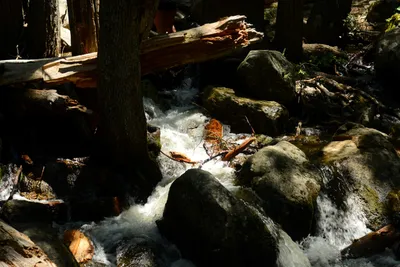 DSC_2340 (Large).JPG